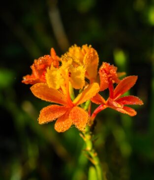 Uma prévia da Exposição Flora e Fauna que vem por aí