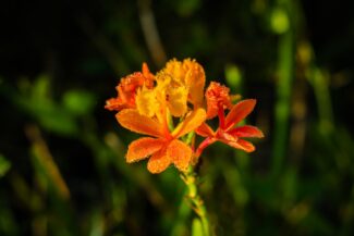 Uma prévia da Exposição Flora e Fauna que vem por aí