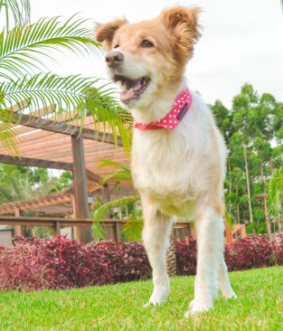 Nossos dogs – LOIRA