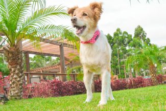 Nossos dogs – LOIRA