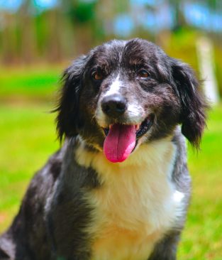 Nossos dogs – FEDORENTO