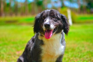 Nossos dogs – FEDORENTO